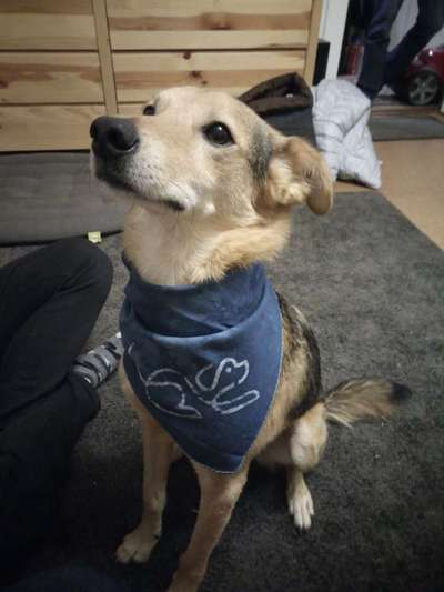 Tierschutz - Auslandstierschutz oder örtliches Tierheim?-Beitrag-Bild