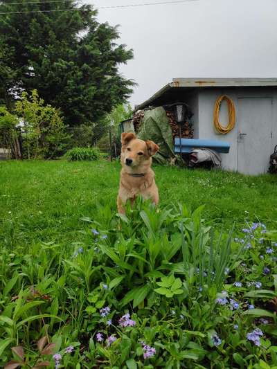 Die Dogorama Monats Challenge "Es grünt und blüht"-Beitrag-Bild