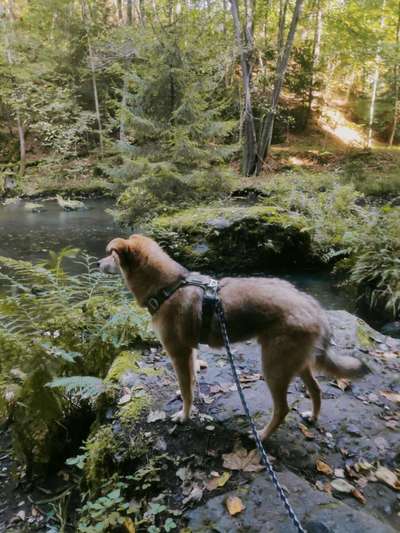 Dogorama Photo Challenge - an der Leine-Beitrag-Bild