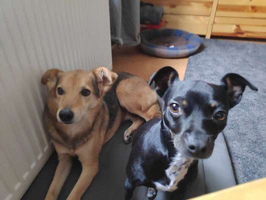 Liebhaber des Deutschen Pinscher gesucht.-Beitrag-Bild