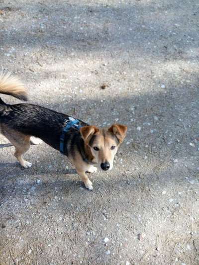 Podencomischling oder Podenco-Beitrag-Bild