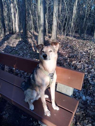 Warum hat euer Hund den Namen den er hat?-Beitrag-Bild