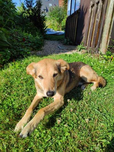 Windhunde - Treffen der besonderen Schönheiten
HERZLICH WILLKOMMEN-Beitrag-Bild