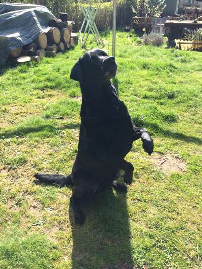 Wo sind meine Labrador Freunde-Beitrag-Bild