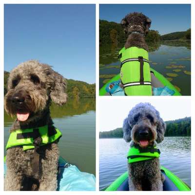 🌊🐶 Hund überall baden lassen – wie sicher ist das wirklich?-Beitrag-Bild