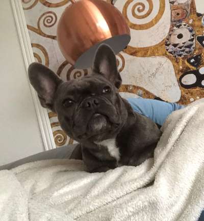 Französische Bulldoggen-Beitrag-Bild