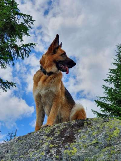 Die Dogorama Kalender Challenge Titelbild-Beitrag-Bild