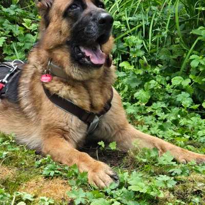 TierschutzhundeStammtisch🐕-Beitrag-Bild