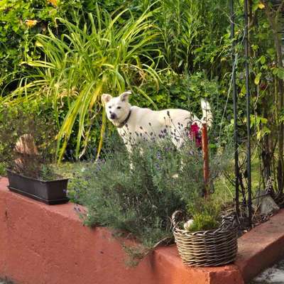 TierschutzhundeStammtisch🐕-Beitrag-Bild