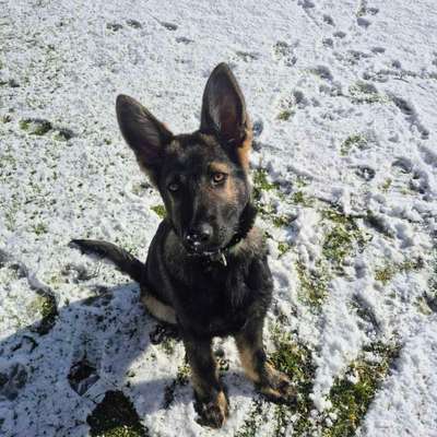 Hundetreffen-Gemeinsame Spaziergänge-Bild