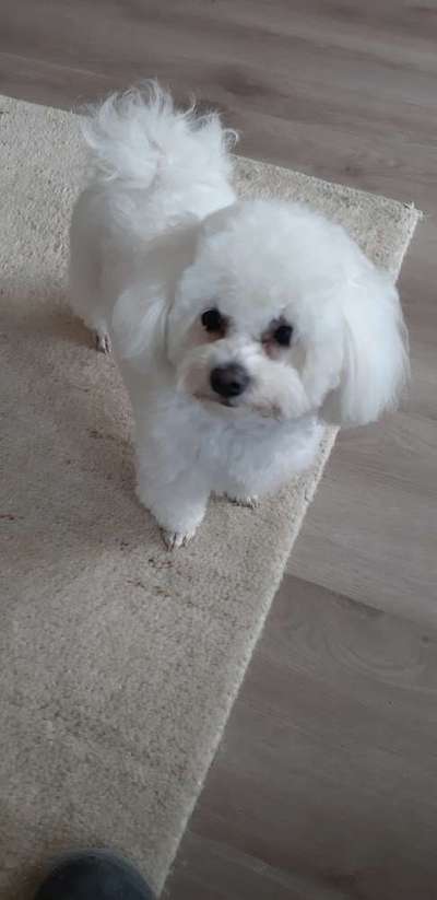 Darf der Hund bei Euch im Bett schlafen?-Beitrag-Bild