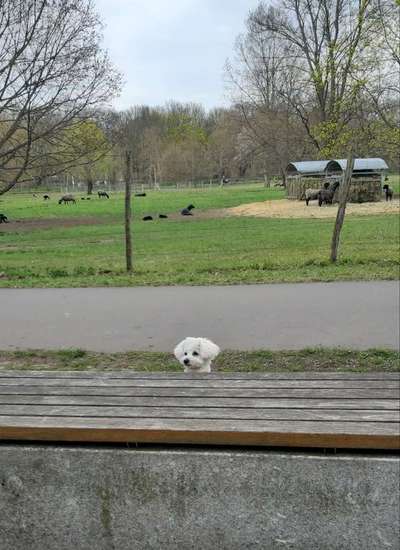 Fotochallenge No. 26                                     Wald und Wiese-Beitrag-Bild