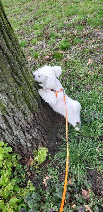 Die Dogorama Monats Challenge "Es grünt und blüht"-Beitrag-Bild