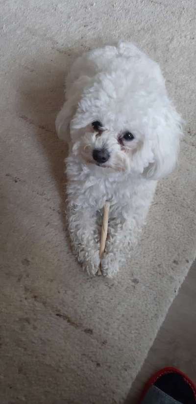 Warum liebst du deinen Hund?-Beitrag-Bild