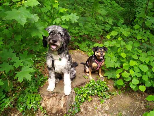 Die Dogorama Monats Challenge "Es grünt und blüht"-Beitrag-Bild