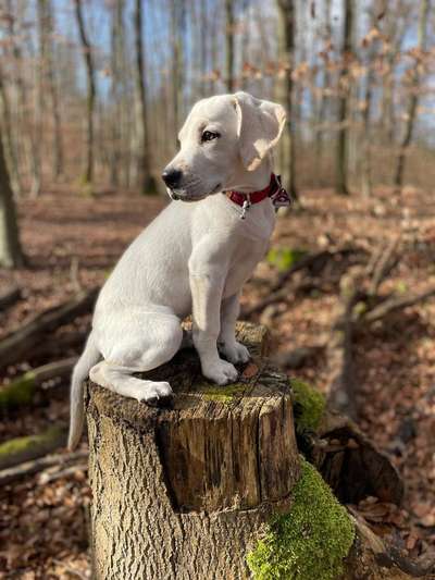 Hundetreffen-Welpen Treffen-Bild