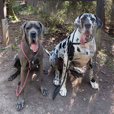 Hundetreffen-Gassipartner/Spielkumpel-Bild