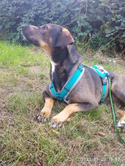 eure Spitznamen für die Vierbeiner-Beitrag-Bild