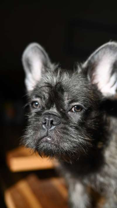 Dogorama Photo Challenge - die ersten Frühjahrsblumen-Beitrag-Bild