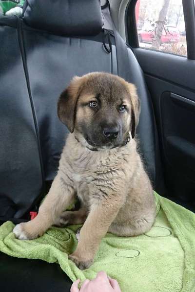 Welpen Bilder !-Beitrag-Bild