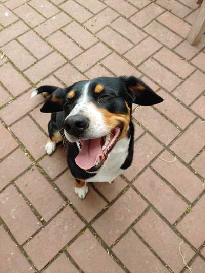 Entlebucher Sennenhund-Beitrag-Bild