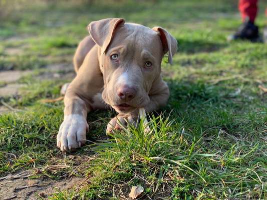 Hundetreffen-Welpentreffen in Geesthacht-Bild