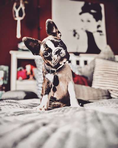 Boston Terrier Liebhaber❤️-Beitrag-Bild
