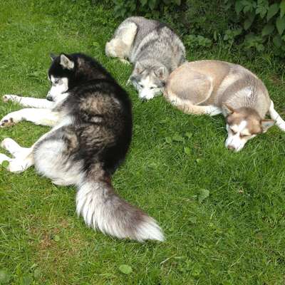 Hundetreffen-Zwei und Vierbeiner treffen