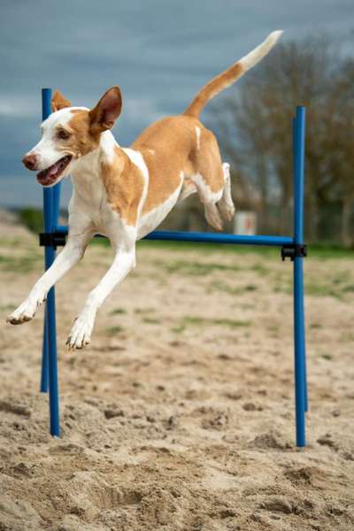 Podenco/Mischlinge hier? :-)-Beitrag-Bild