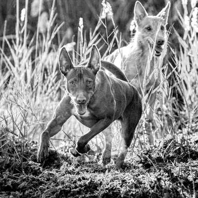 Hundetreffen-Podencos und Windhunde-Bild