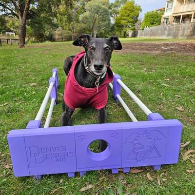 aktuelles Foto Gruppe Butterbrezel Podencos