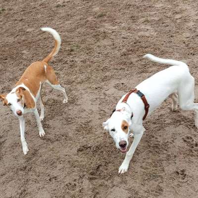 aktuelles Foto Gruppe Butterbrezel Podencos