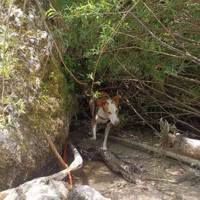 Titelbild Gruppe Butterbrezel Podencos