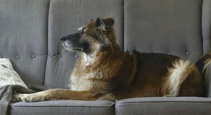 Couch Bett-Beitrag-Bild