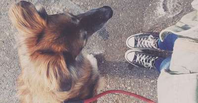 Hundetreffen-Spaziergang, Hundetreffen Oberkochen-Bild