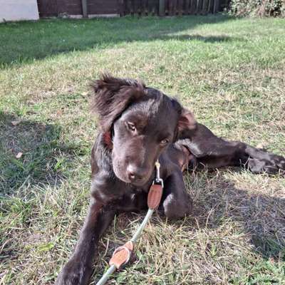 Hundetreffen-Gassi gehen in Peine-Bild