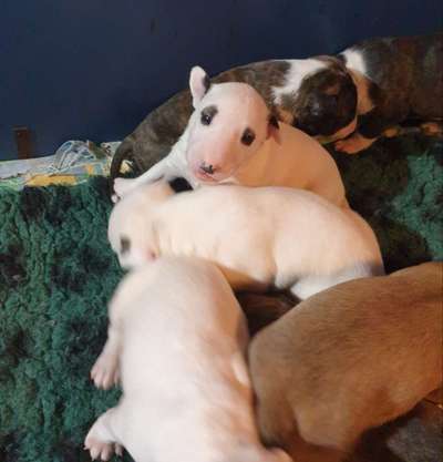 Miniatur Bull Terrier-Beitrag-Bild