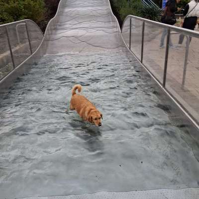 Hundetreffen-Treffen zum Spielen und Gassi gehen-Bild