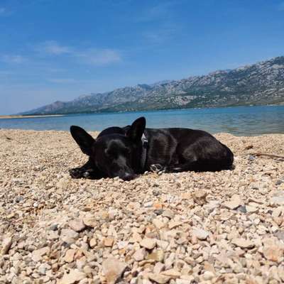 Handy Fotochallenge Nr. 52: Dein Hund mit blauem Himmel-Beitrag-Bild