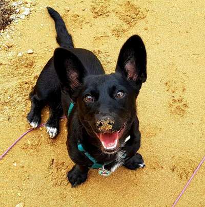 Dogorama Photo Challenge - Portrait-Beitrag-Bild