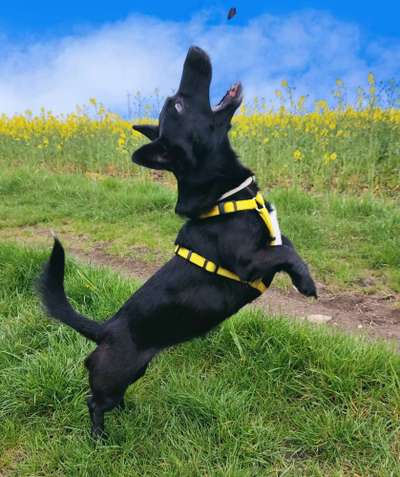 Hunde in Action-Beitrag-Bild