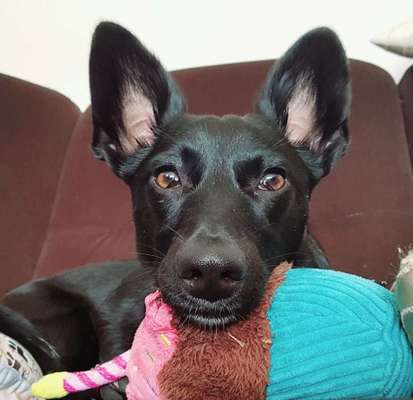 Dogorama Photo Challenge - Hundeblick zum hinschmelzen-Beitrag-Bild