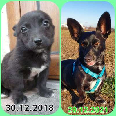 Welpen Bilder !-Beitrag-Bild