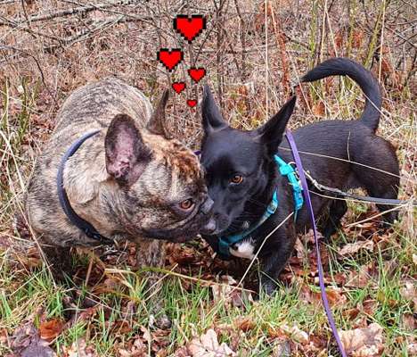 Dogorama Photo Challenge - Die besten Hundebuddys-Beitrag-Bild