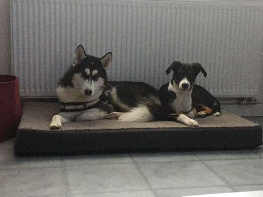 Dogorama Photo Challenge - Die besten Hundebuddys-Beitrag-Bild