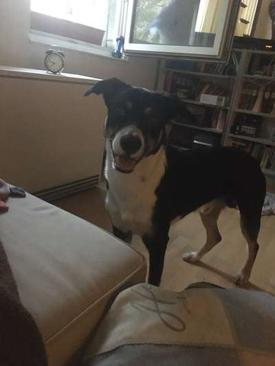 Entlebucher Sennenhund-Beitrag-Bild