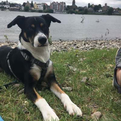 Entlebucher Sennenhund-Beitrag-Bild