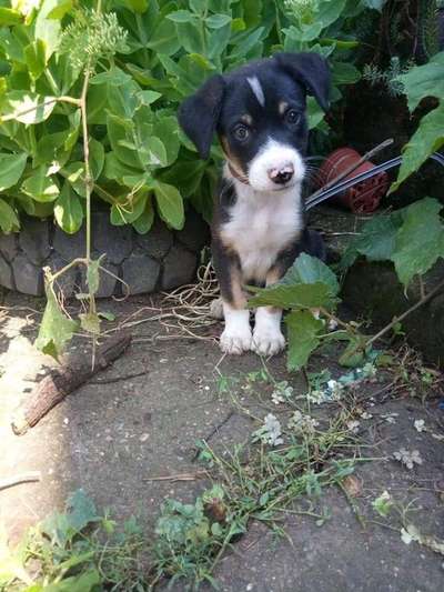Entlebucher Sennenhund-Beitrag-Bild