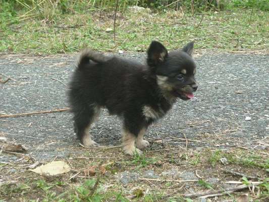 Welpen Bilder !-Beitrag-Bild