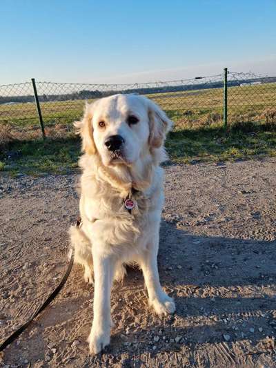 Wo sind die Golden Retriever Liebhaber?-Beitrag-Bild
